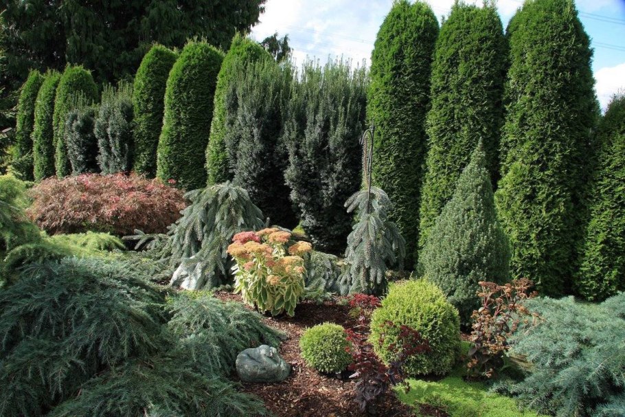 Спирея и туя Даника