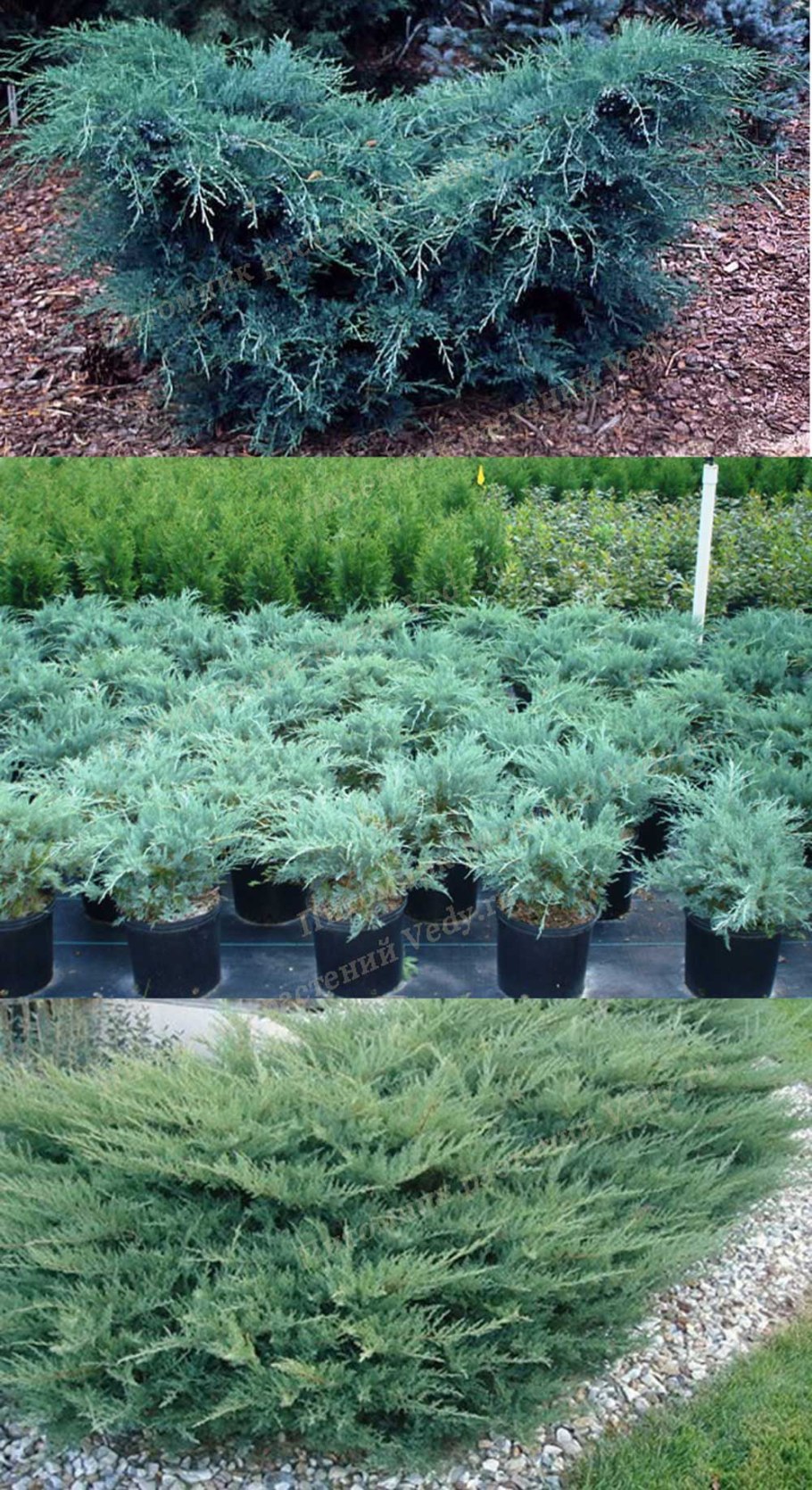 Горная сосна и туя Даника