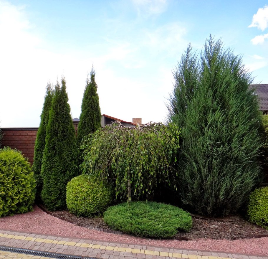 Кипарисовик Блю Эрроу