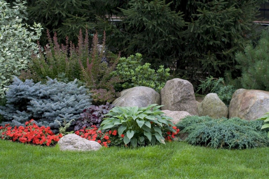 Ель Томпа в ландшафтном