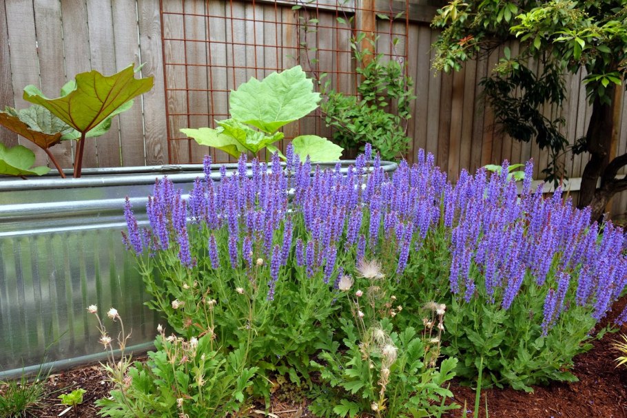 Сальвия голубой Монарх