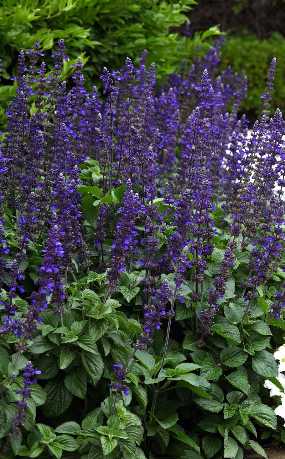 Шалфей Дубравный Midnight