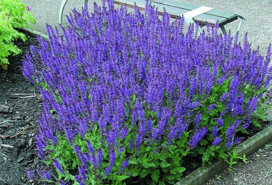 Шалфей Найт Филд