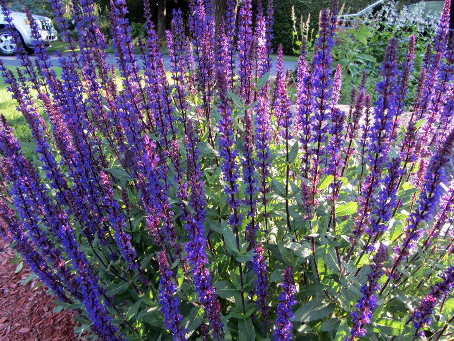 Шалфей Дубравный Сальваторе Блю