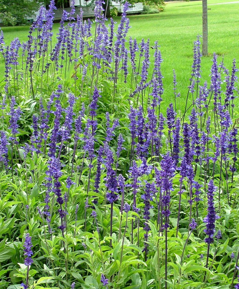 Сальвия мучнистая Виктория синяя