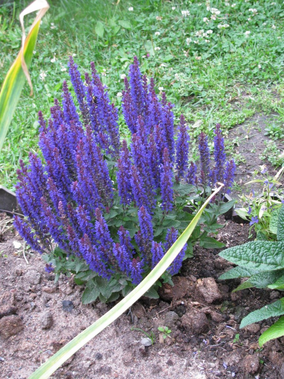 Шалфей Сальвадор Блю