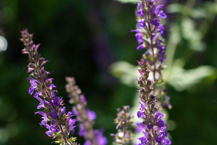 Сальвия мучнистая морской