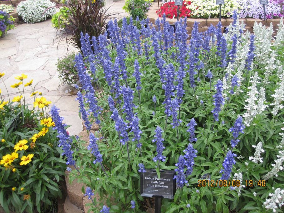 Иссоп шалфей