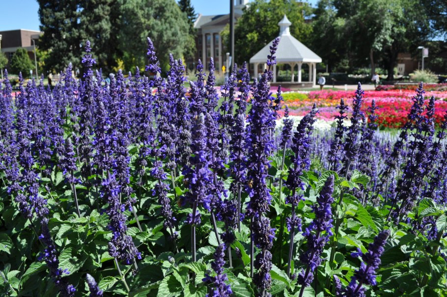 Сальвия мучнистая (Salvia farinacea)
