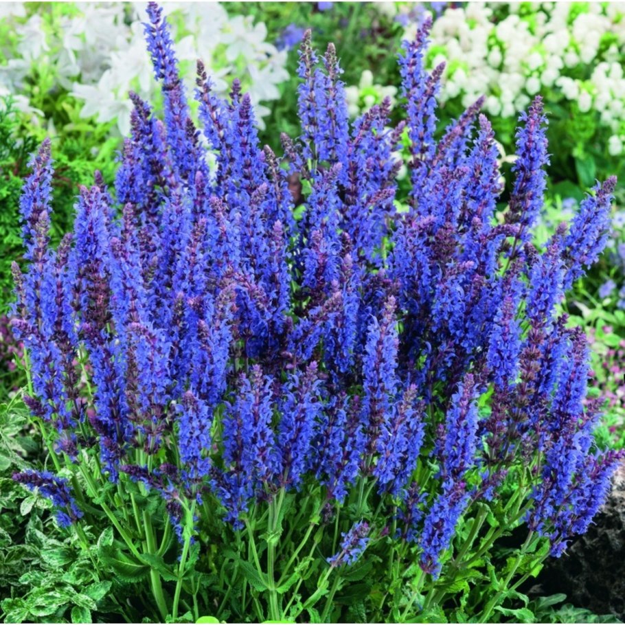 Шалфей Дубравный Нью Дименсион Блю