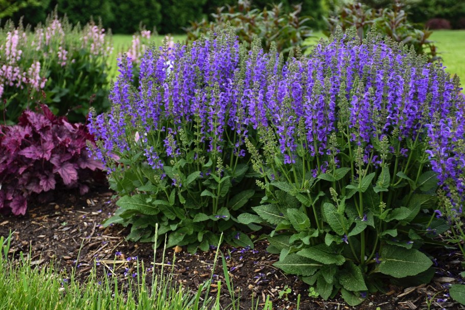 Шалфей Дубравный Нью Дименшн Блю