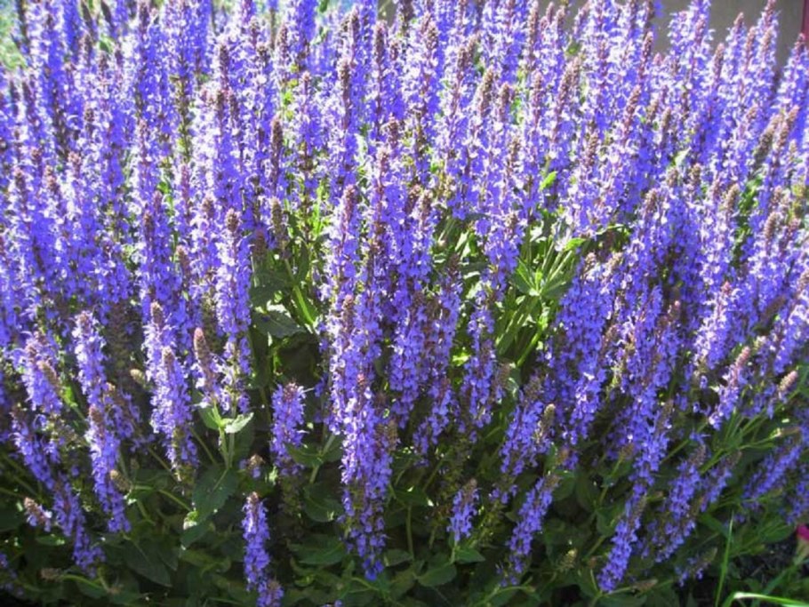 Сальвия голубой Монарх