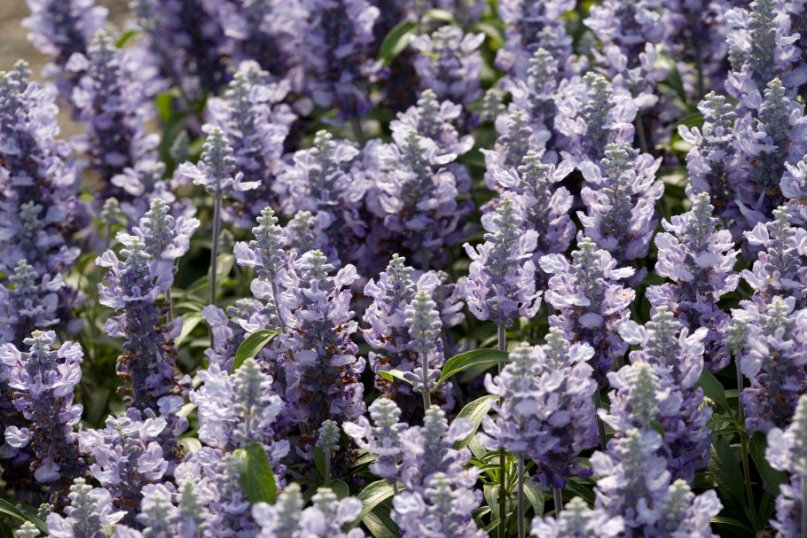 Шалфей Дубравный