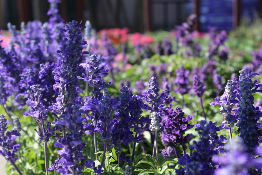 Сальвия мучнистая Виктория