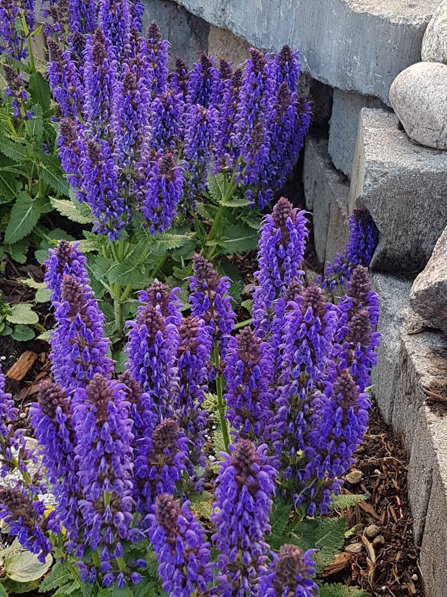 Сальвия мучнистая Биг блюз