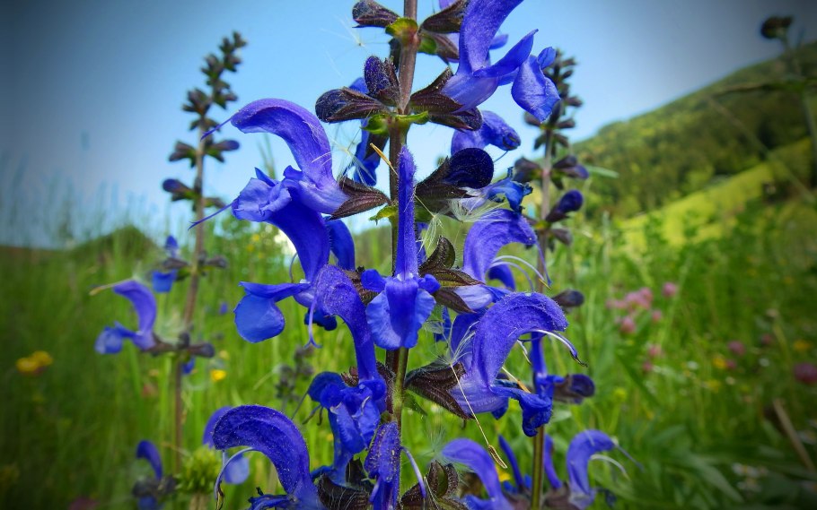 Шалфей Дубравный Блаухугель