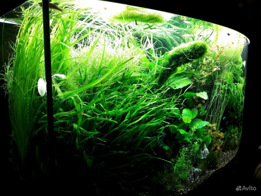 Криптокорины в акваскейпе