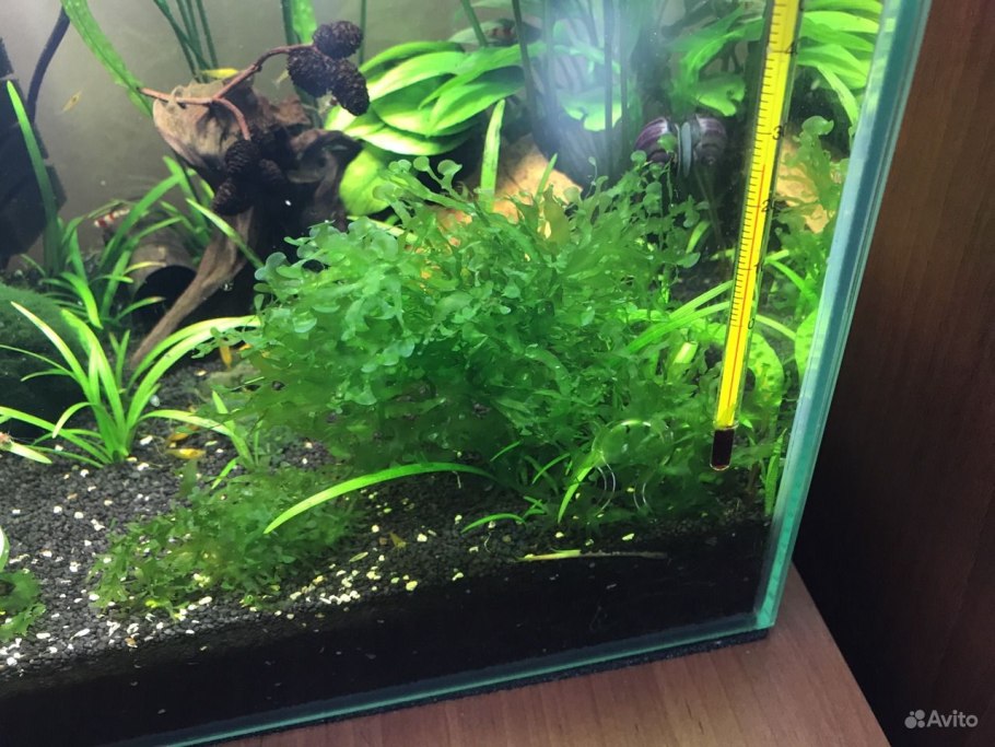 Валлиснерия спиральная аквариумное