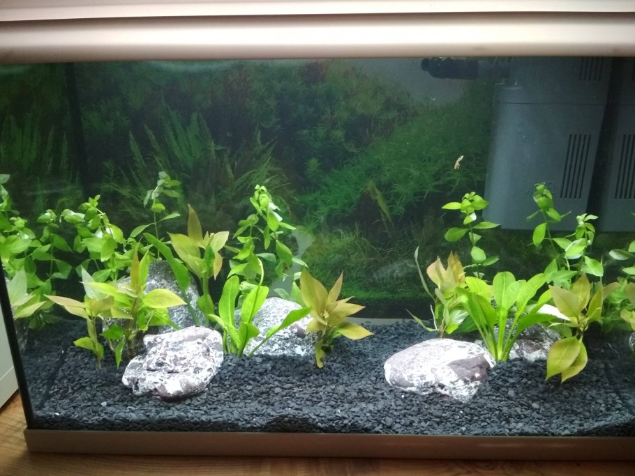 Мох ломариопсис