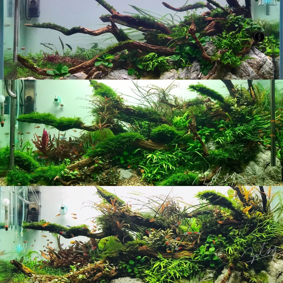 Элодея густолиственная