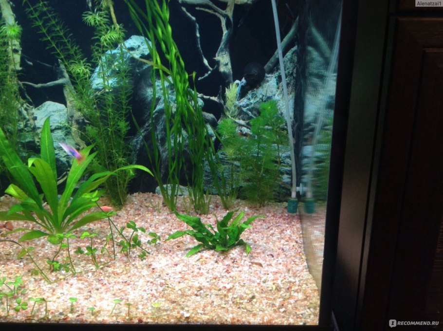 Лимнофила Амбулия Королевская