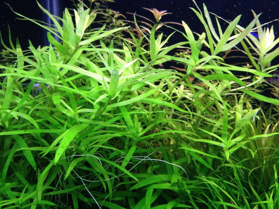 Акваскейп с валлиснерией