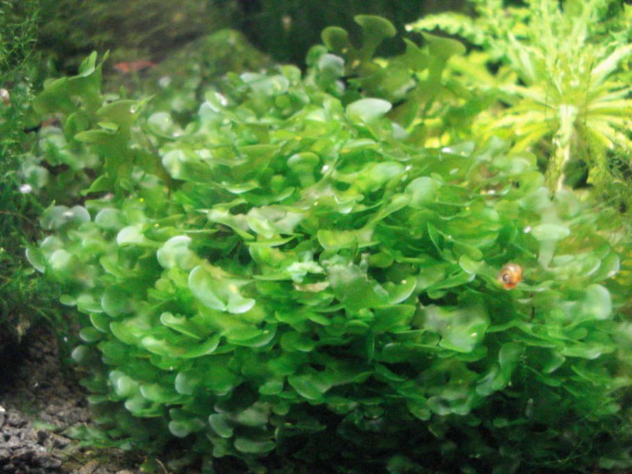 Гигрофила болотник