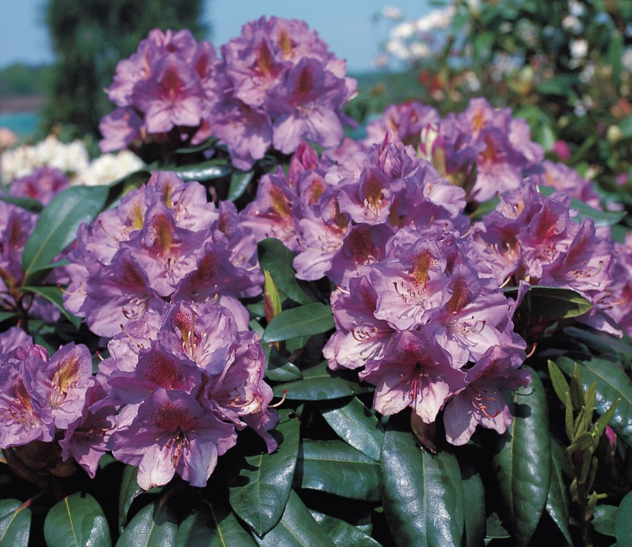 Рододендрон гибридный 'Blutopia'