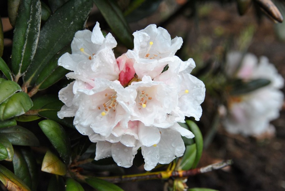 Рододендрон Даурский