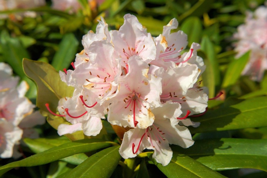 Rhododendron yakushimanum Edelweiss