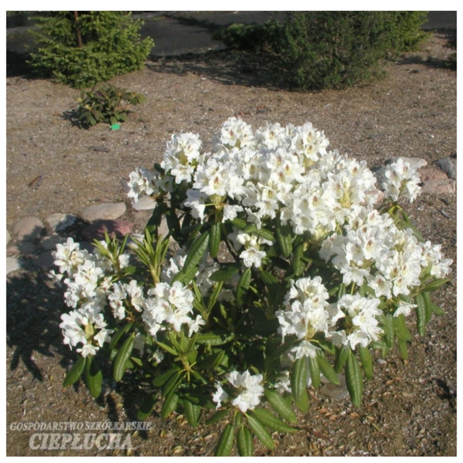 Рододендрон гибридный "p.m.a. Tigerstedt" (п.м.а. Тайгерстед)