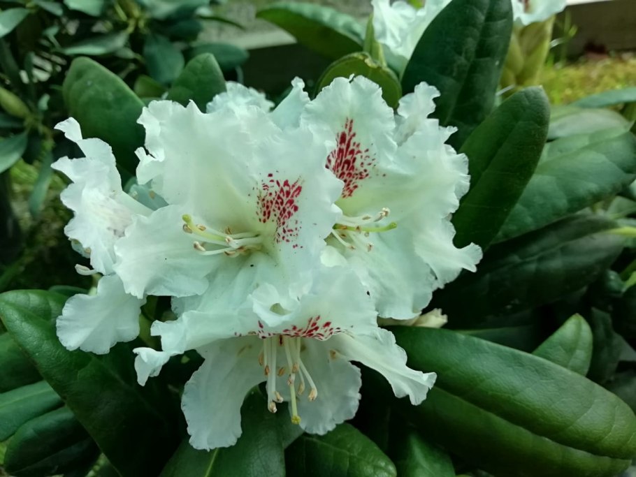 Рододендрон Тайгер