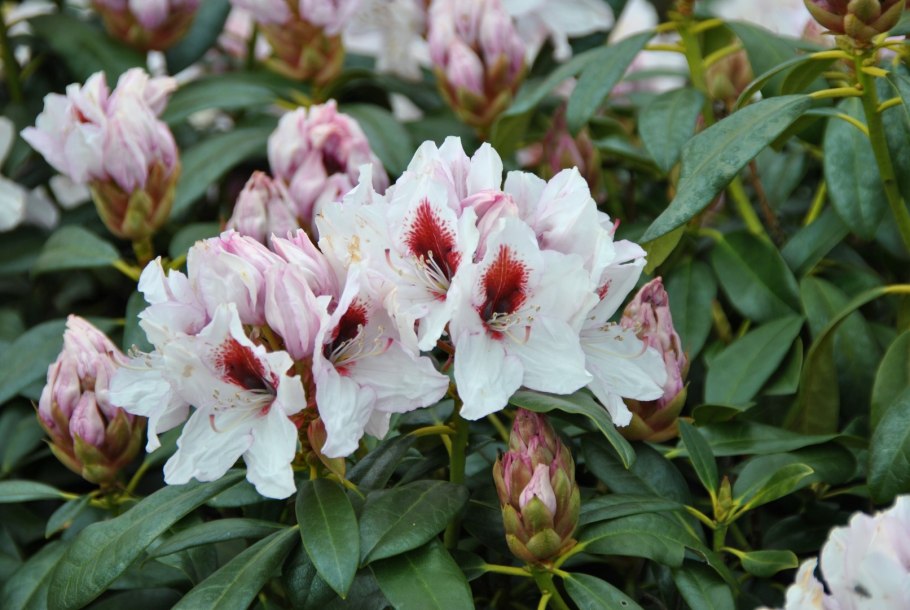 Рододендрон Тайгер