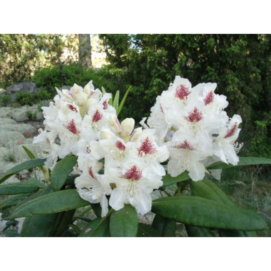 Рододендрон гибридный 'Tigerstedt'