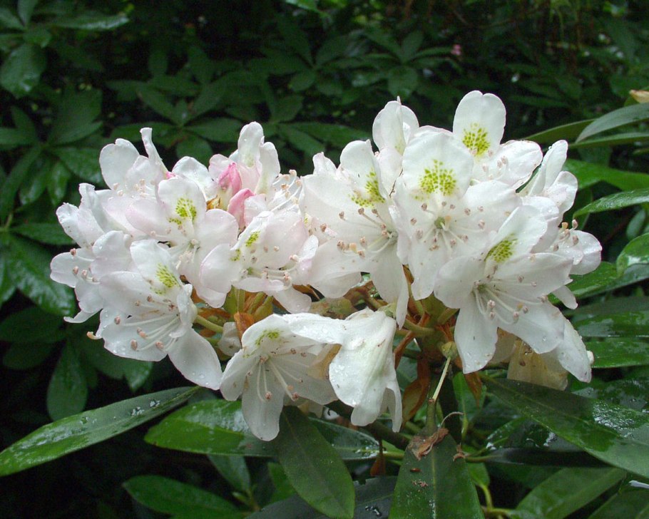 Рододендрон плазма Шлиппенбаха