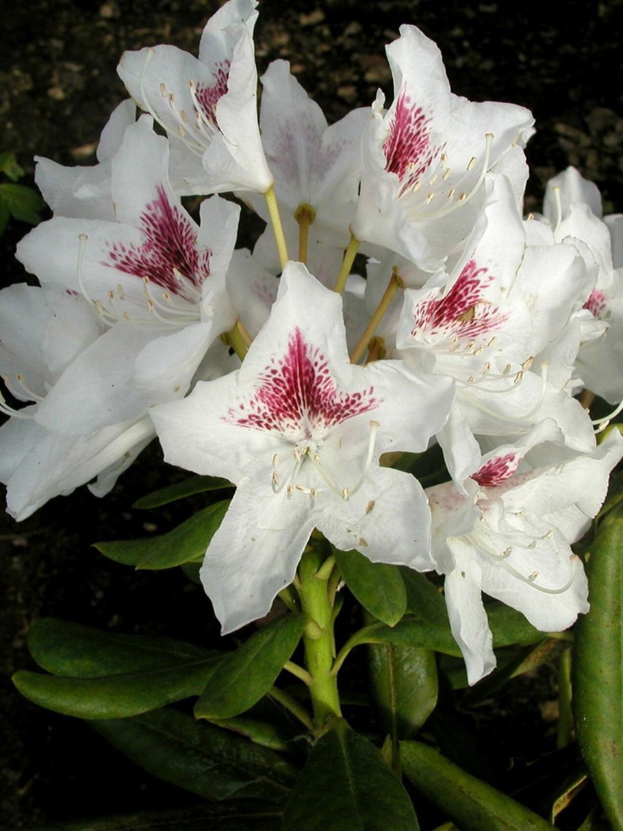 Рододендрон Tigerstedt