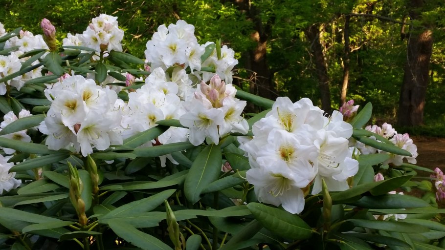 Рододендрон Шнеевитхен