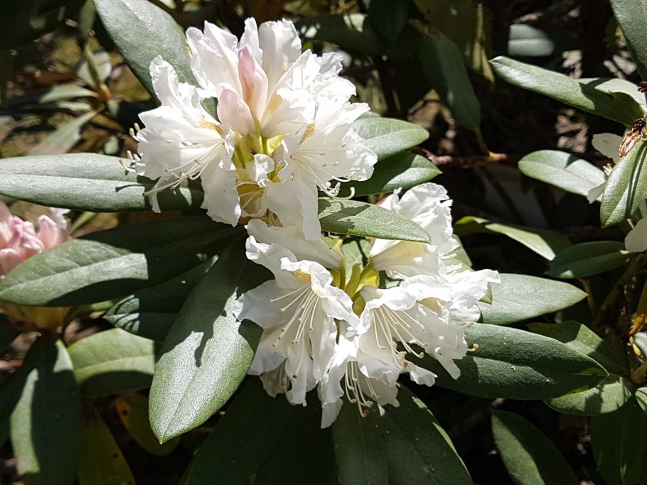 Ботанический сад СПБ 19 апреля 2022 цветут ли рододендрон