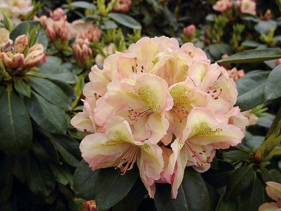 Рододендрон гибридный Флаутандо