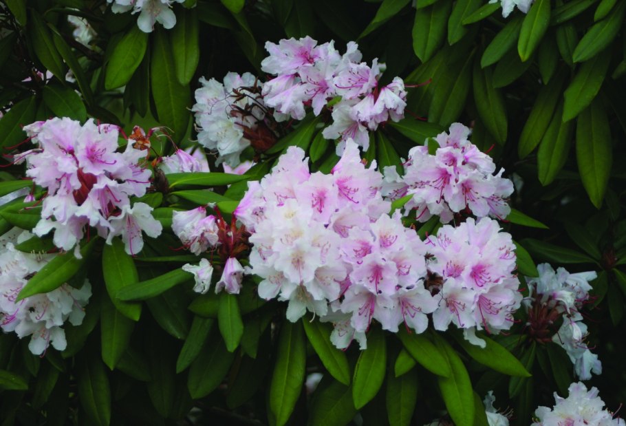 Рододендрон Тигерштедт