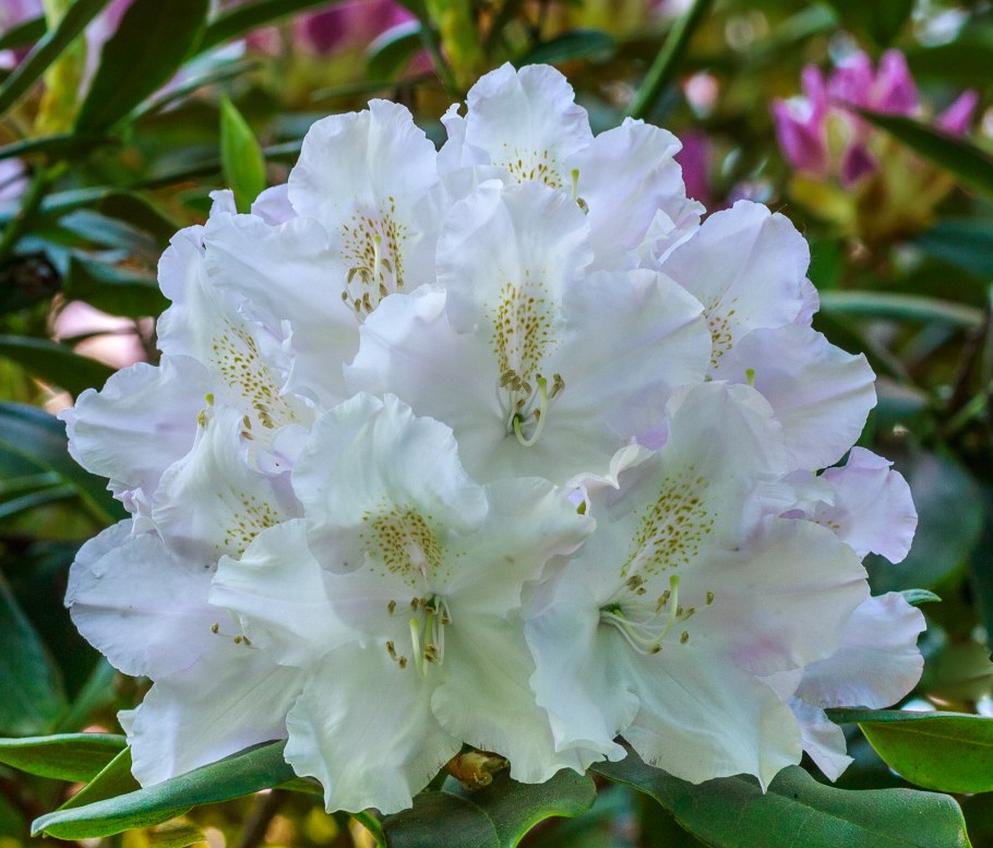 Рододендрон Уайт Мелоди