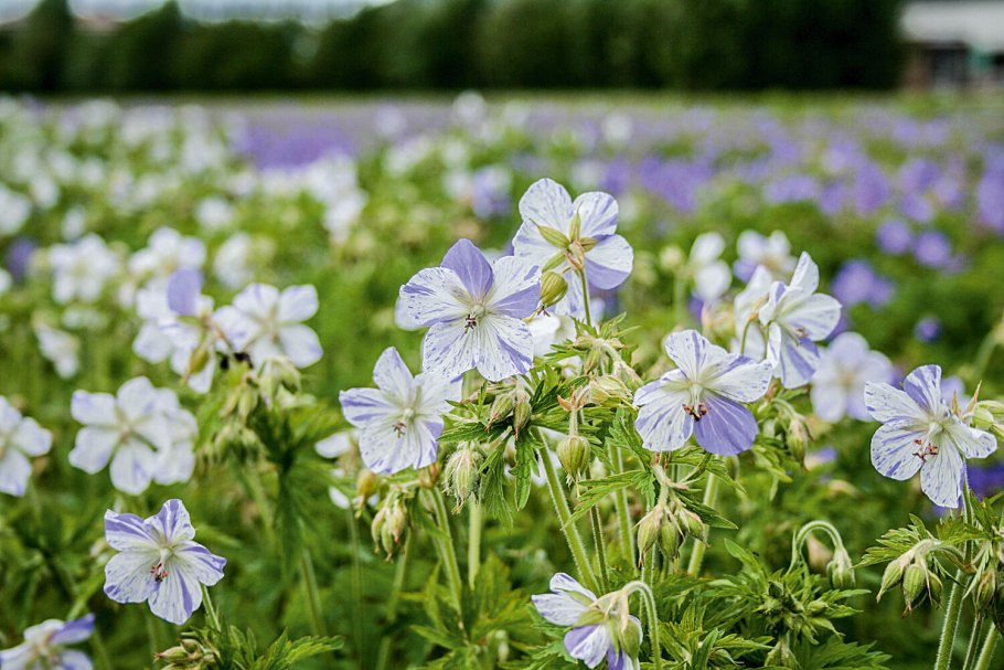 Герань Лесная Альба