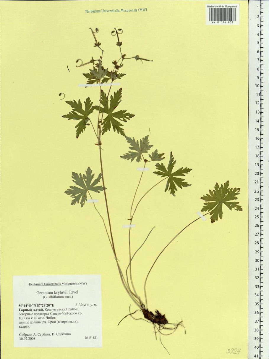 Герань Луговая белая