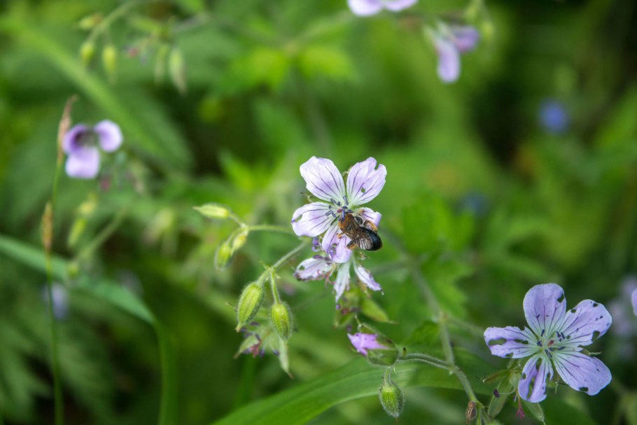 Герань Дикая Полевая