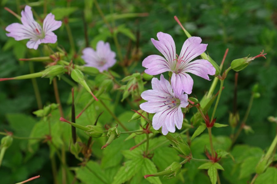 Герань geranium nodosum