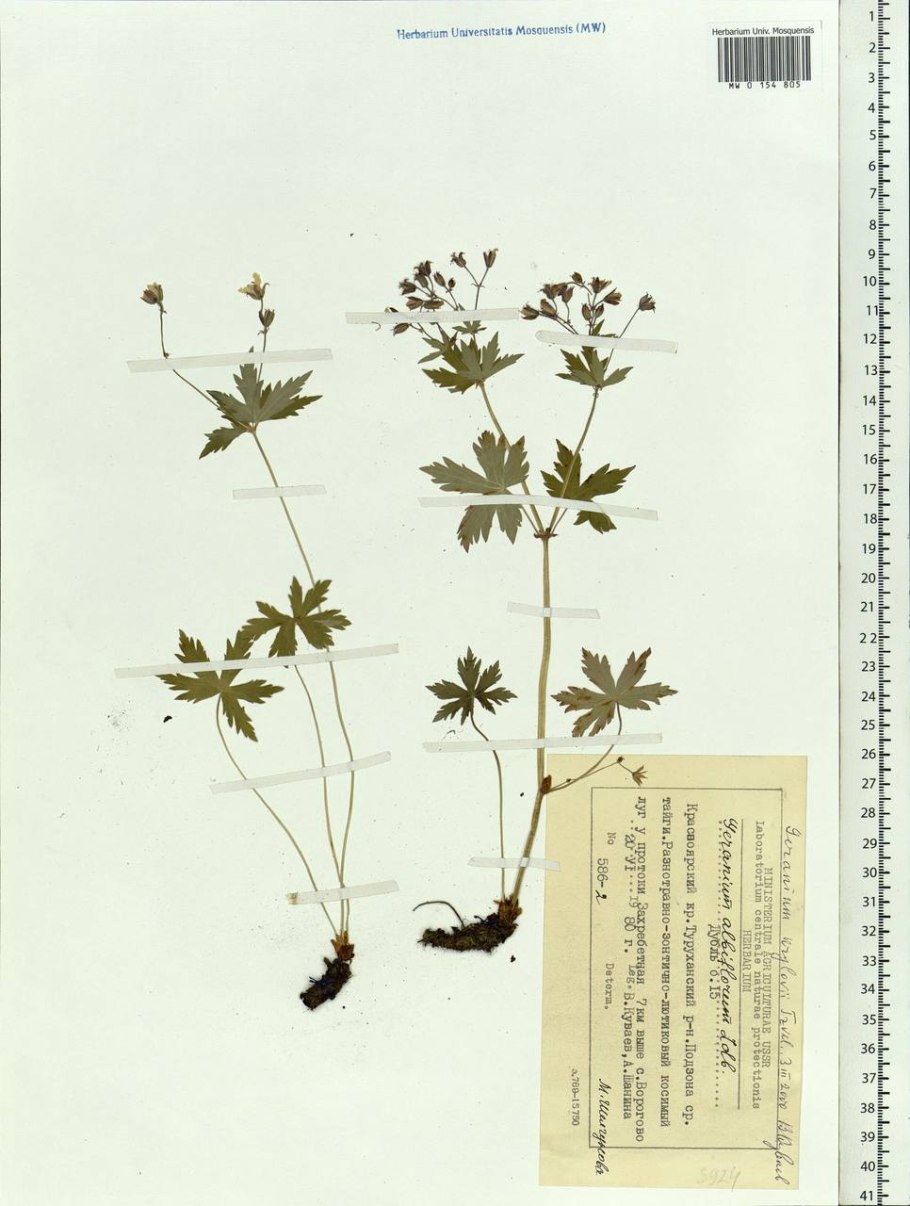 Герань Луговая Ботанический