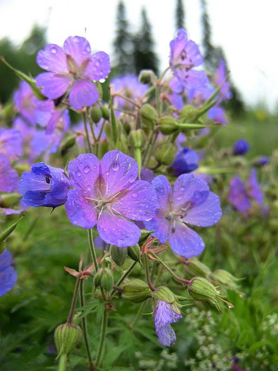 Герань Луговая трава 50г