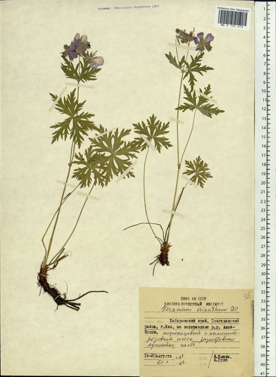 Герань Полевая в живописи