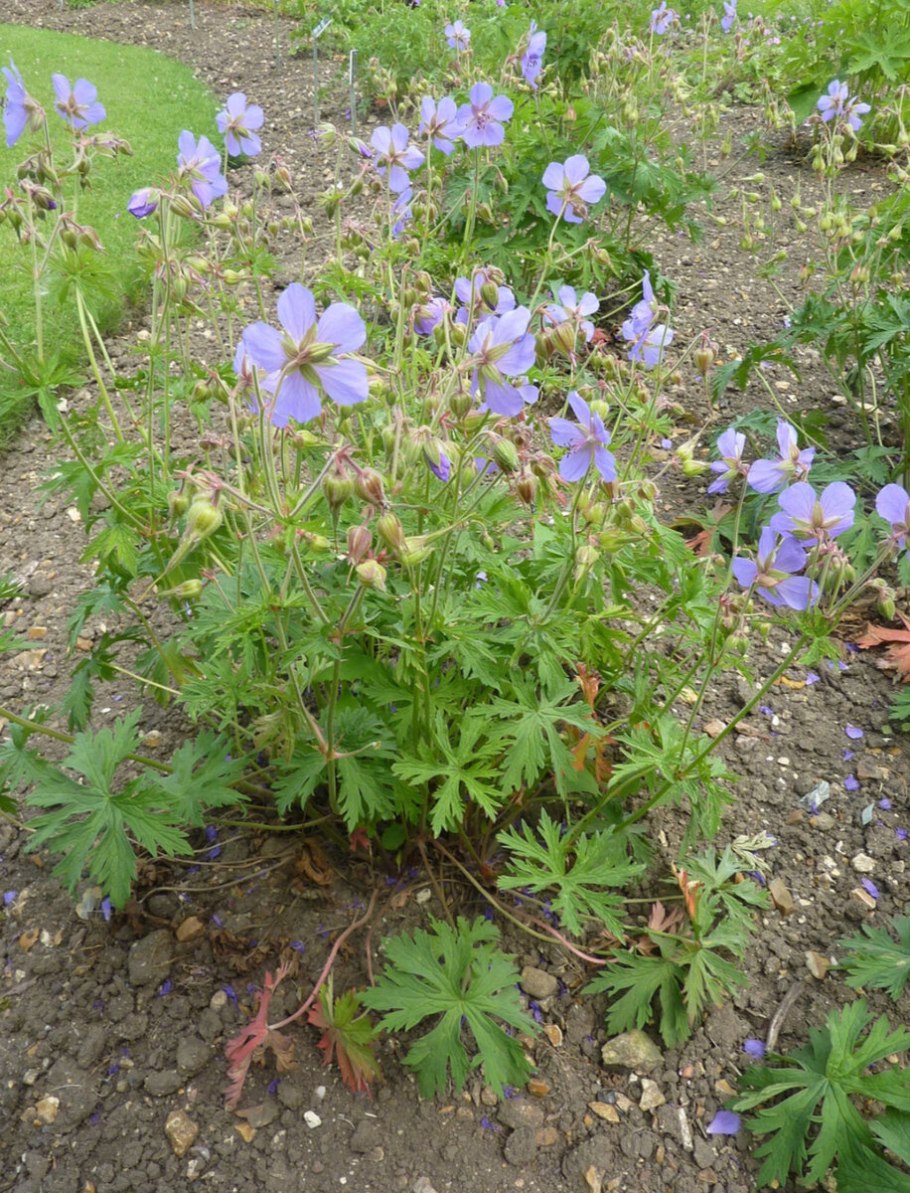 Роуз Гераниум Флорис