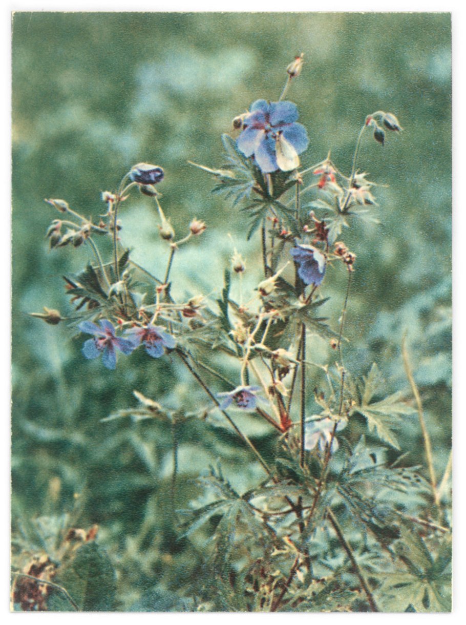 Герань Луговая Mrs Kendall Clark